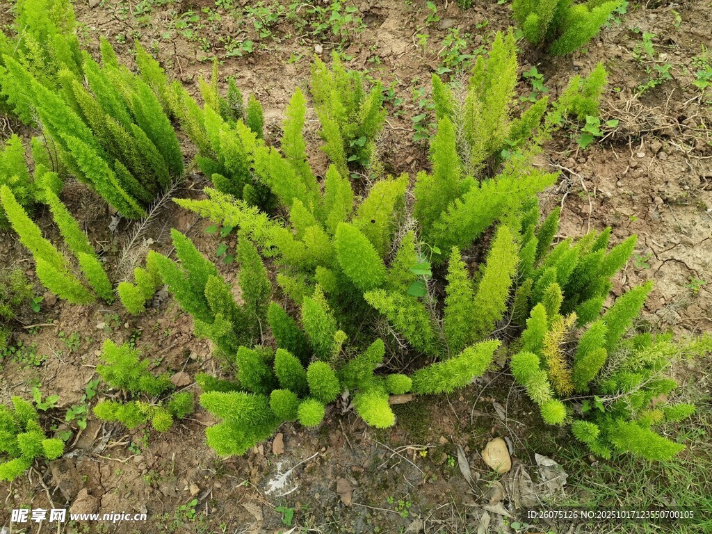 地面生长的绿色多肉植物