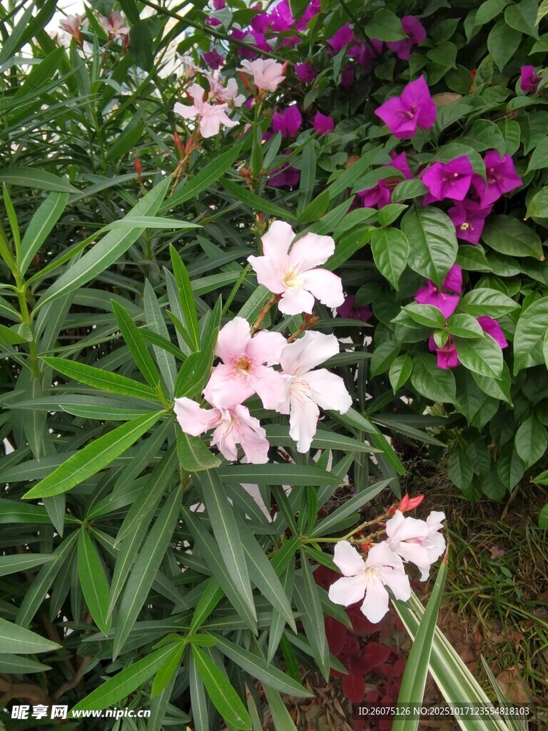 娇艳粉花与绿叶相映成趣