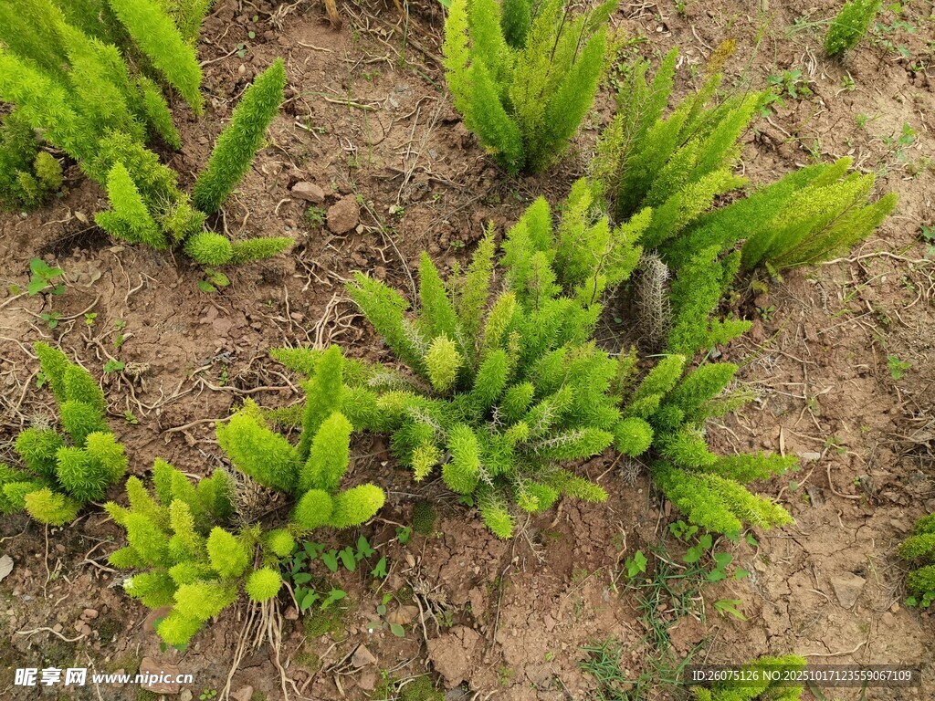 嫩绿植物生长于泥土间