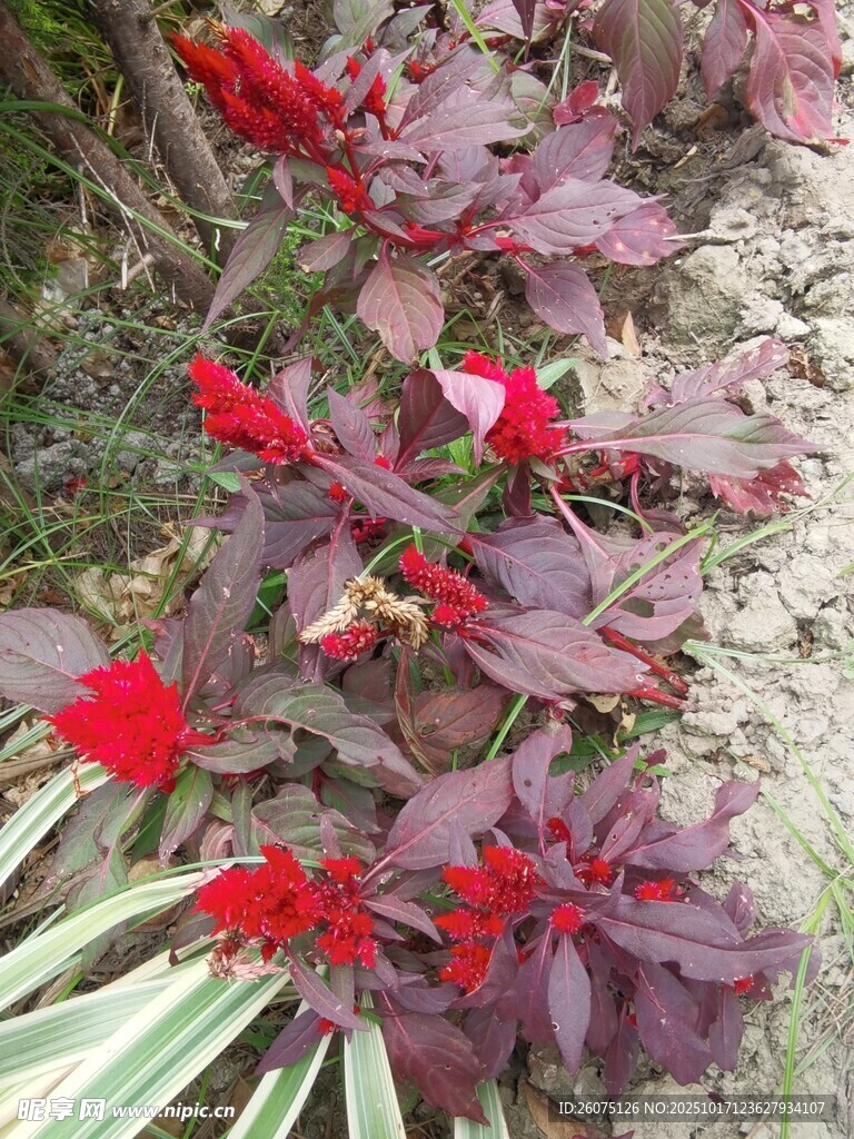 深红叶片间的艳丽红花