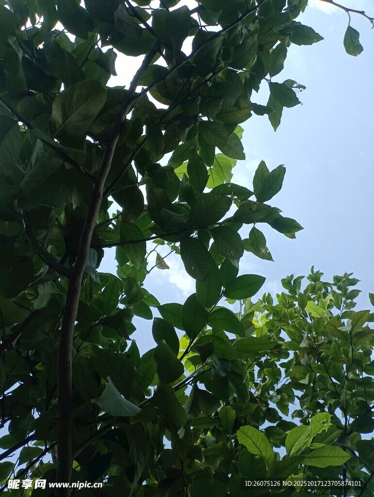 绿叶繁茂的树枝