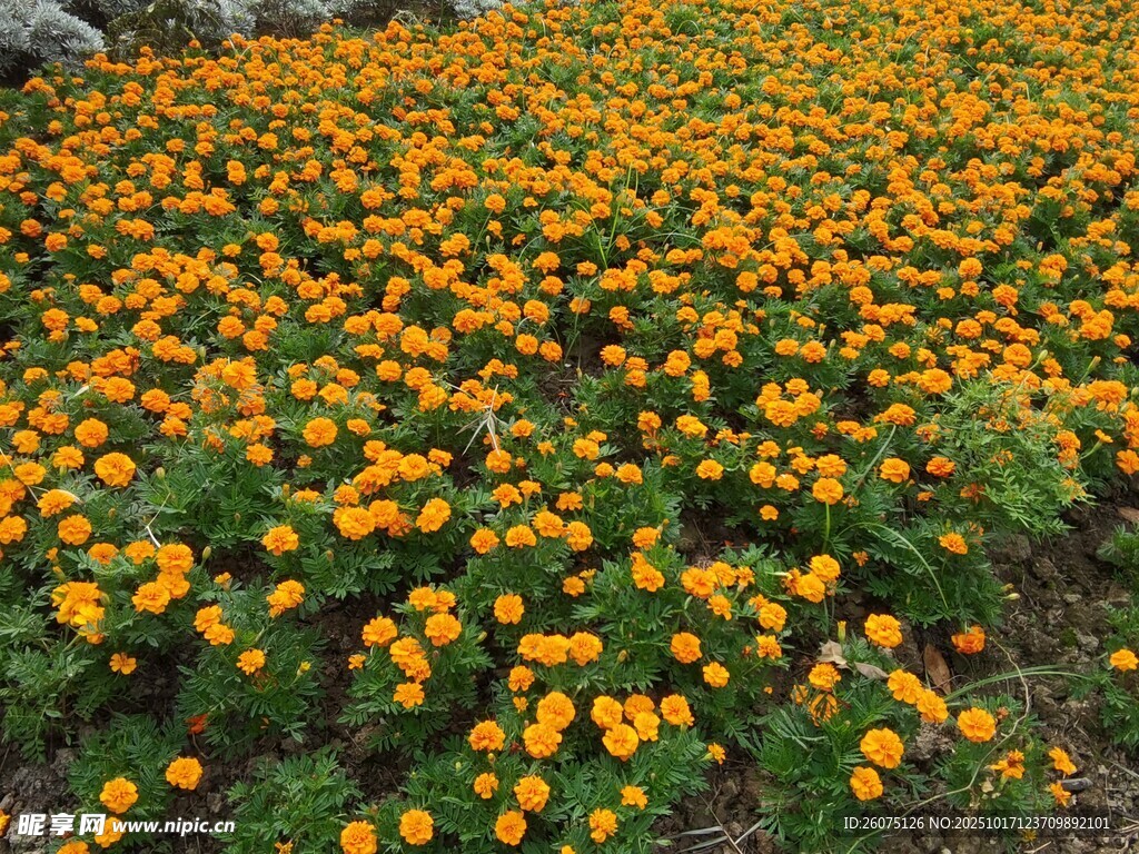 金黄花海绽放生机