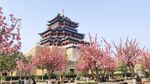 春日繁花映衬下的古建筑