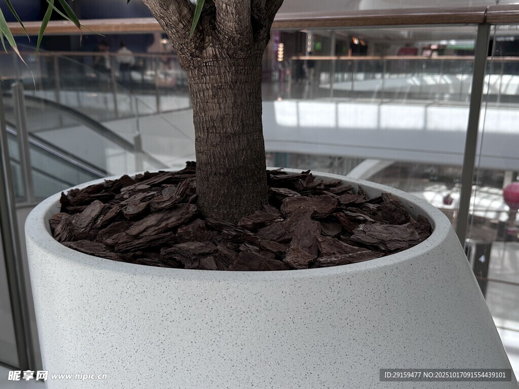 白色花盆中的绿植根部