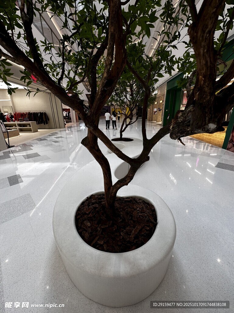 白色花盆中的精致盆栽树