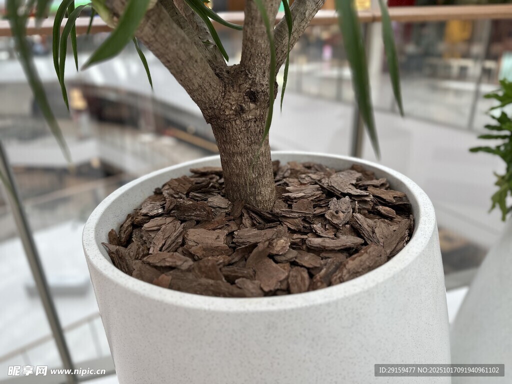白色花盆中的绿植盆栽