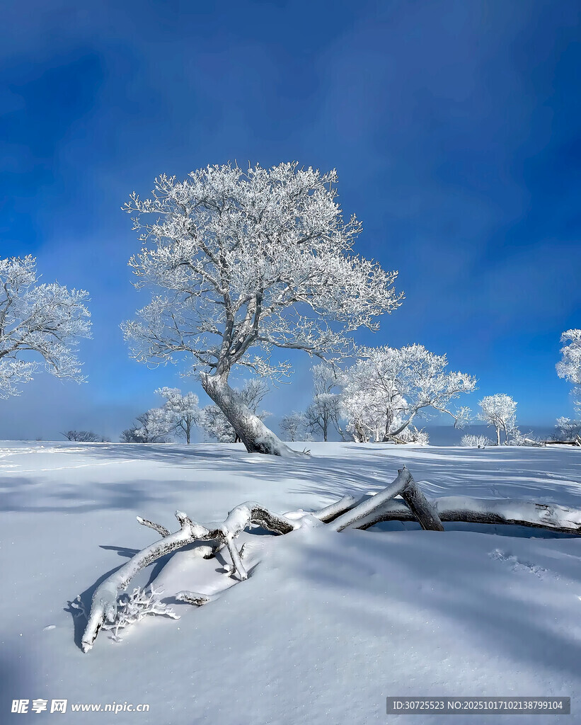 雪覆孤树的冬日美景