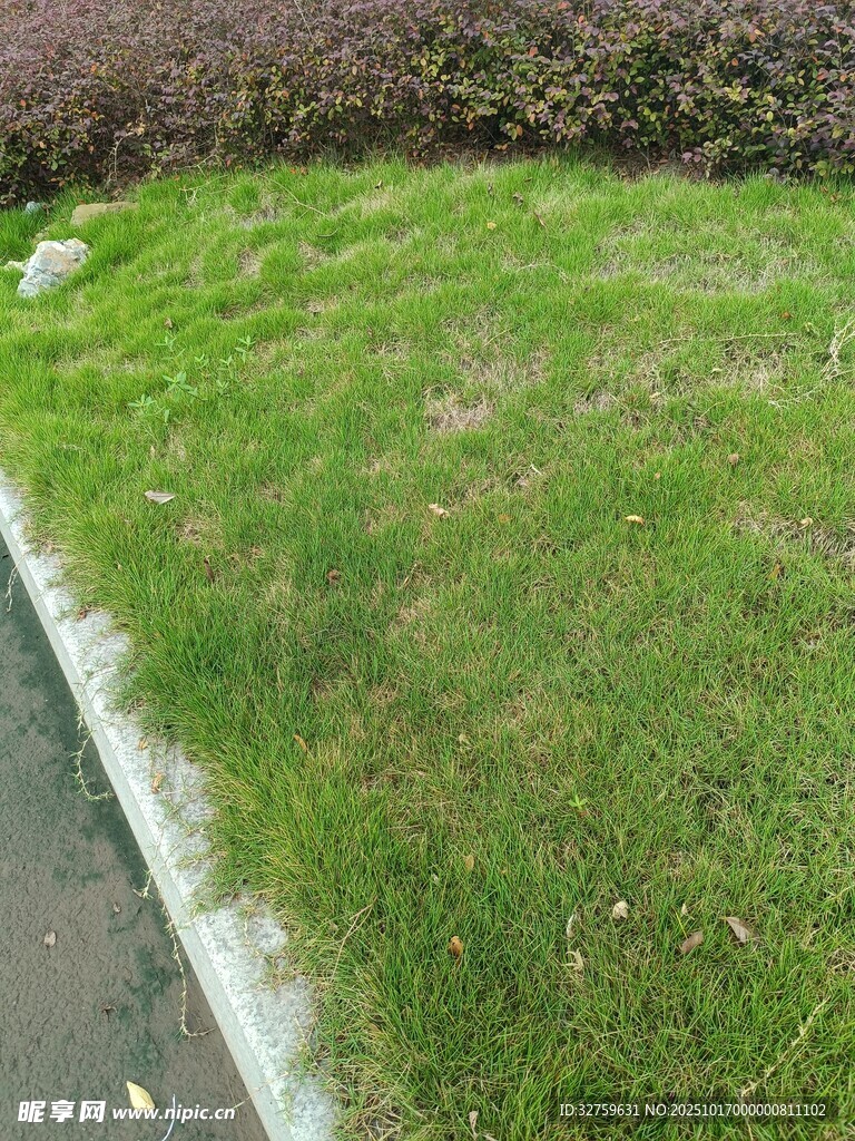 路边翠绿草坪