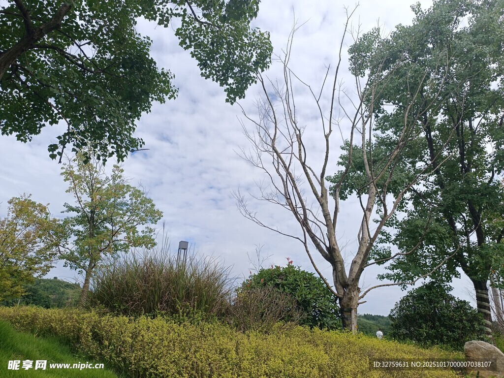 绿意盎然的户外风景