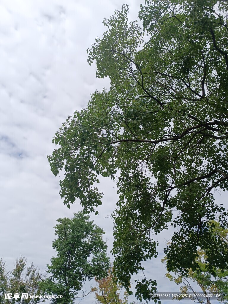天空下的繁茂绿树