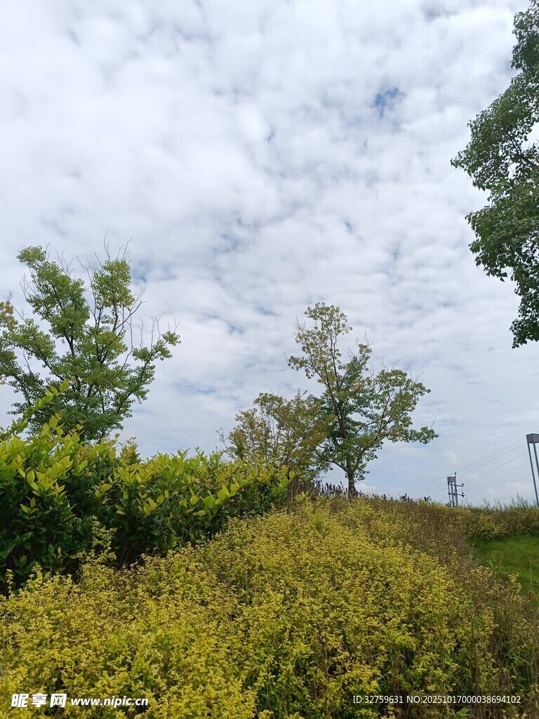 野外绿意盎然的自然景致