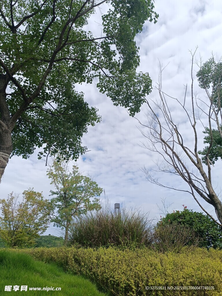 户外绿意盎然的自然景致