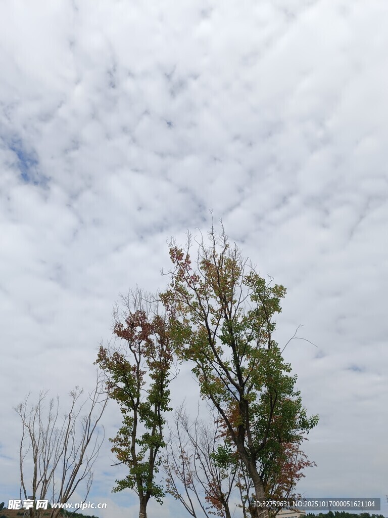 天空下的孤树