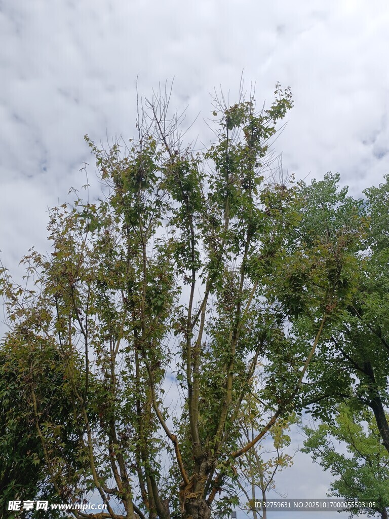 天空下的繁茂树木