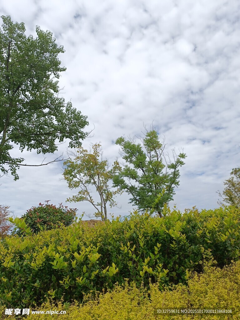 绿意盎然的户外自然景致