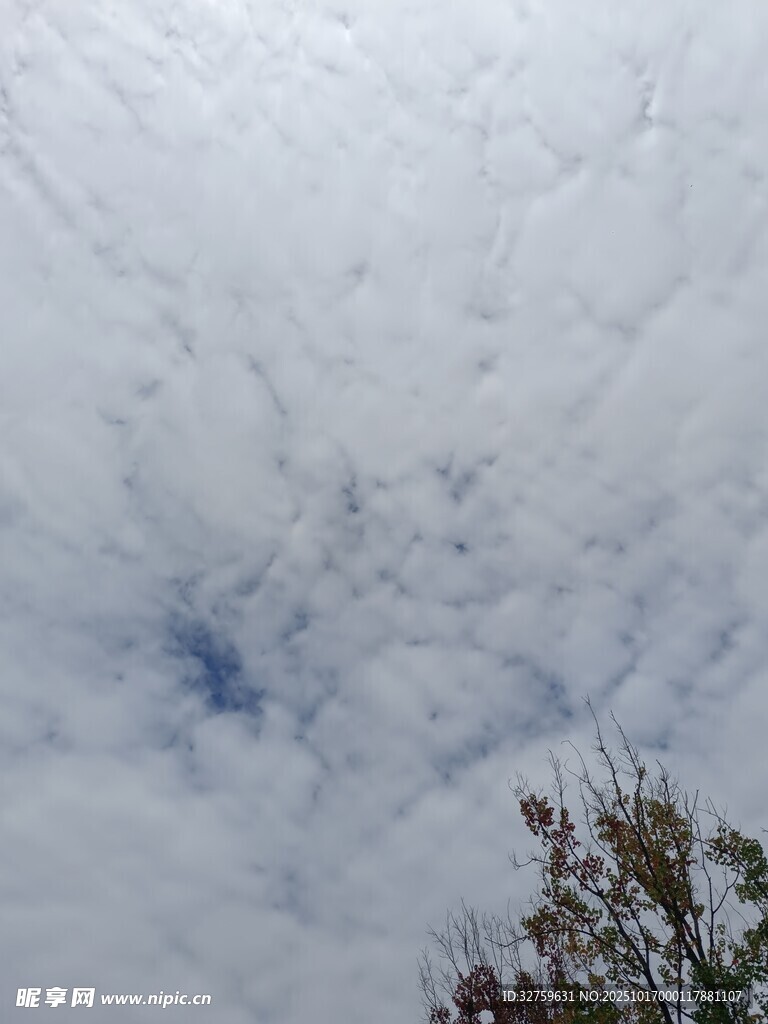 天空白云与树梢景致