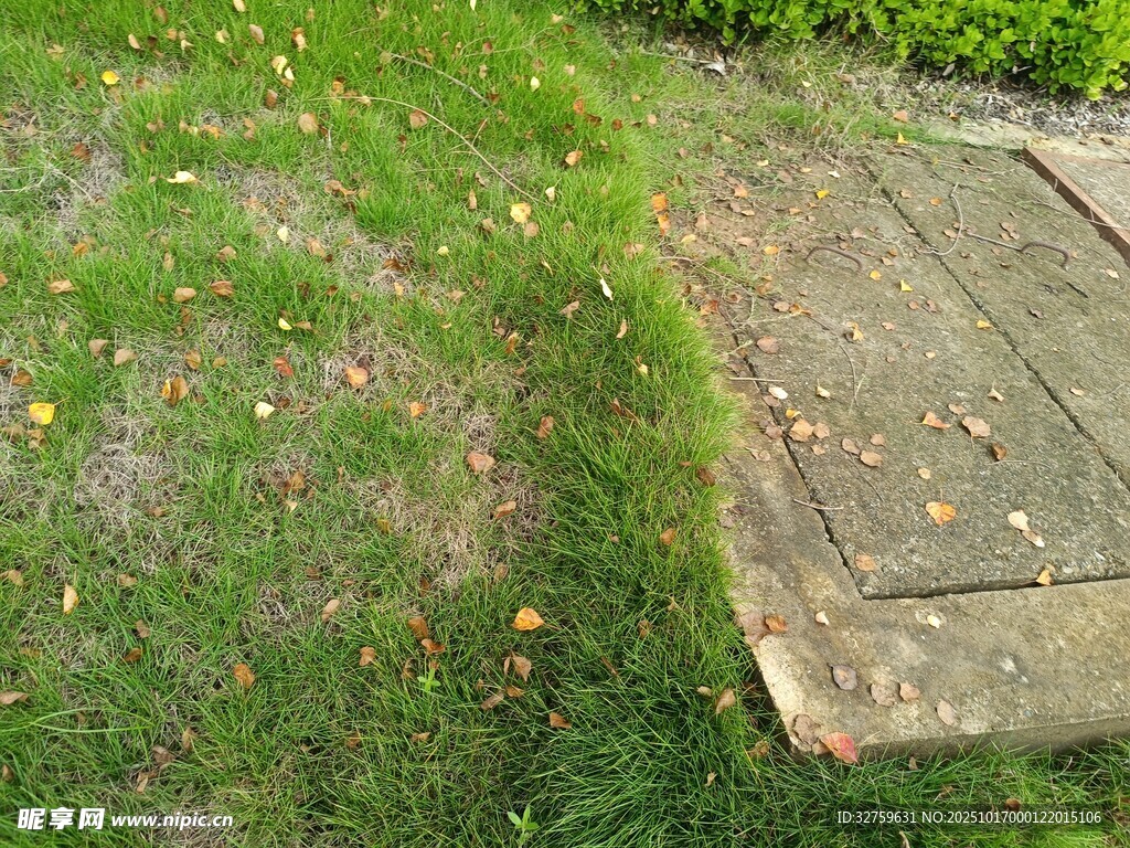 石板路旁的翠绿草地