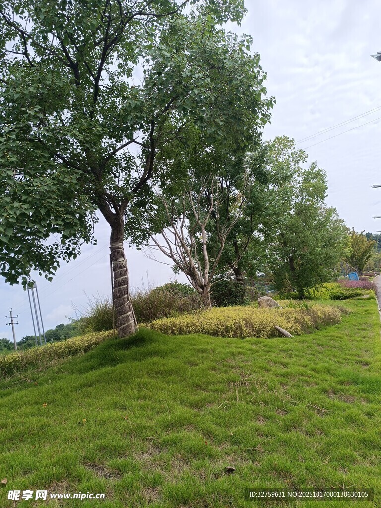 绿意盎然的草地与树木景观