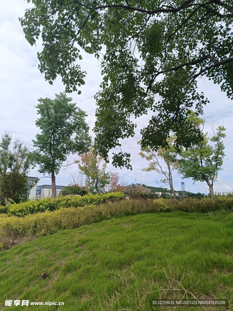 绿意盎然的户外风景