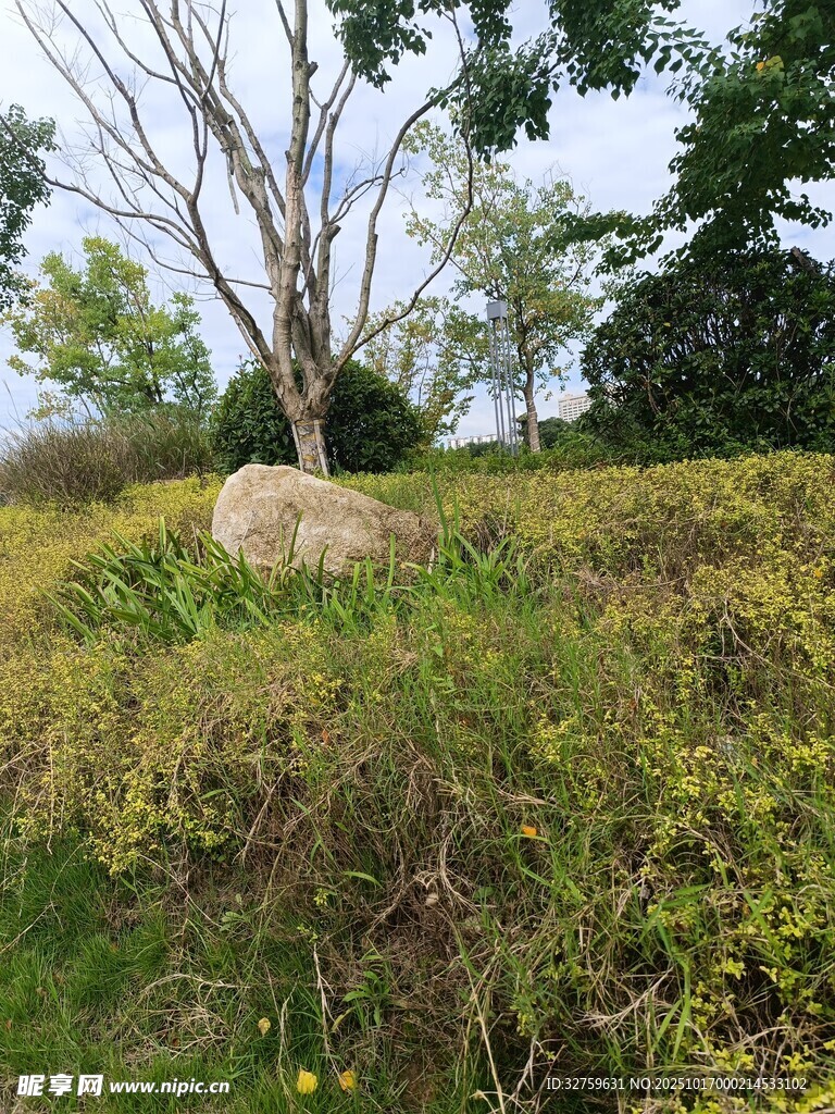 户外草地旁的树木与大石