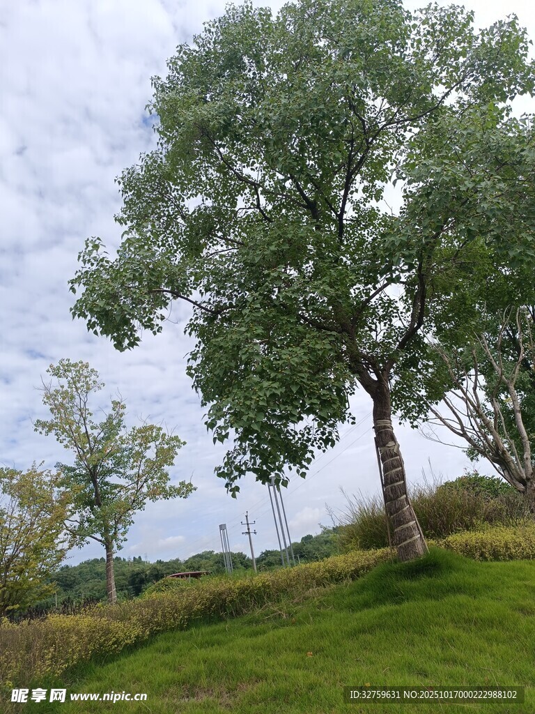 田野中的葱郁大树