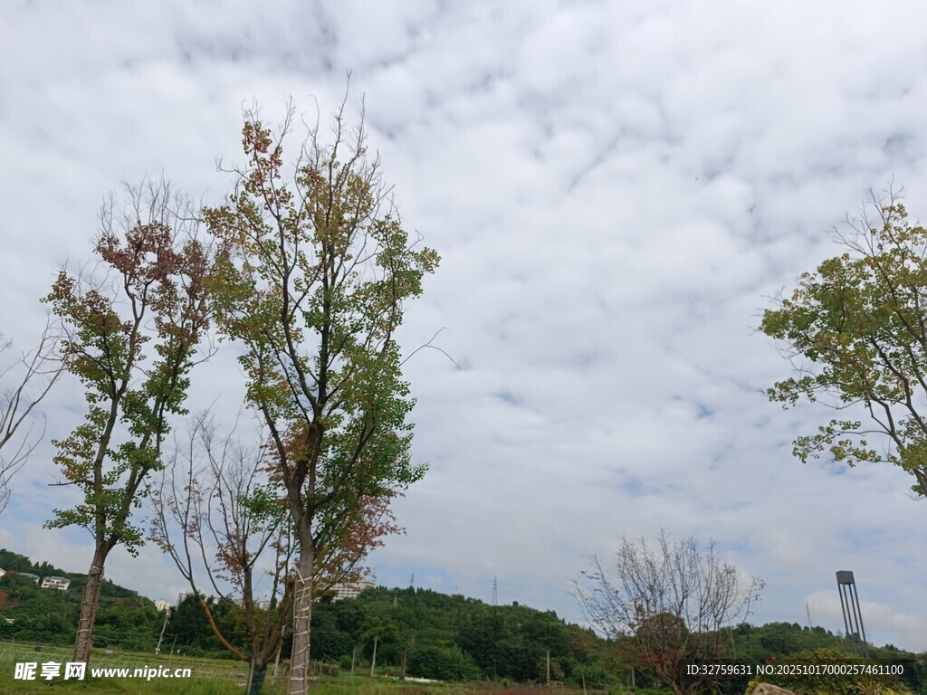 户外绿树风景