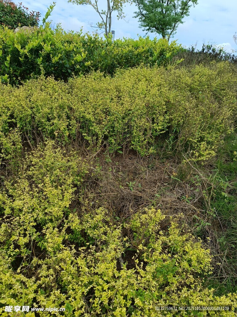 绿意盎然的灌木丛景观