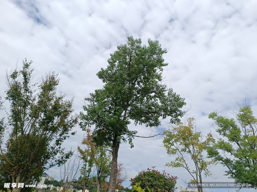 蓝天白云下的葱郁树木