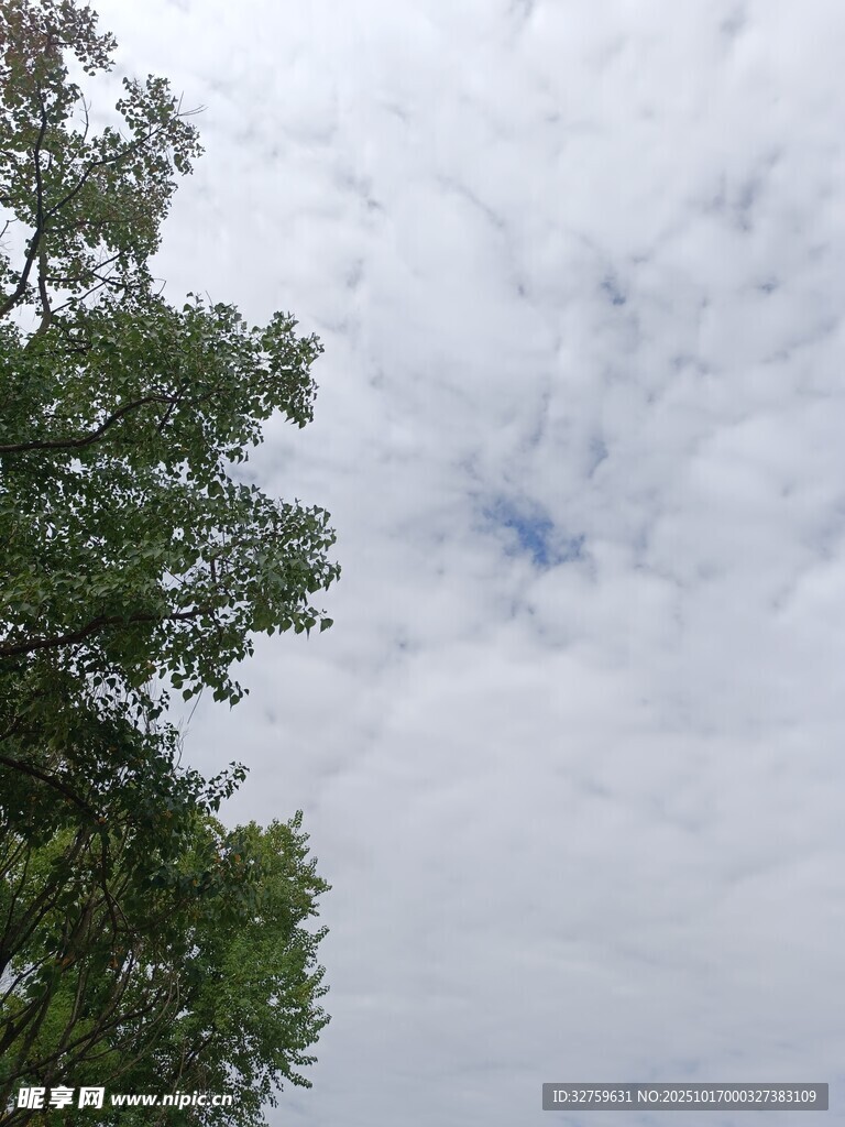 树梢之上的多云天空
