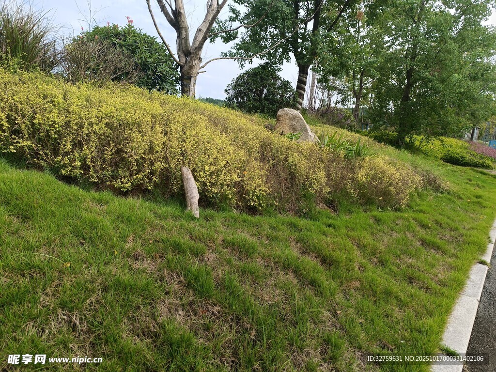 绿意盎然的路边绿植景观