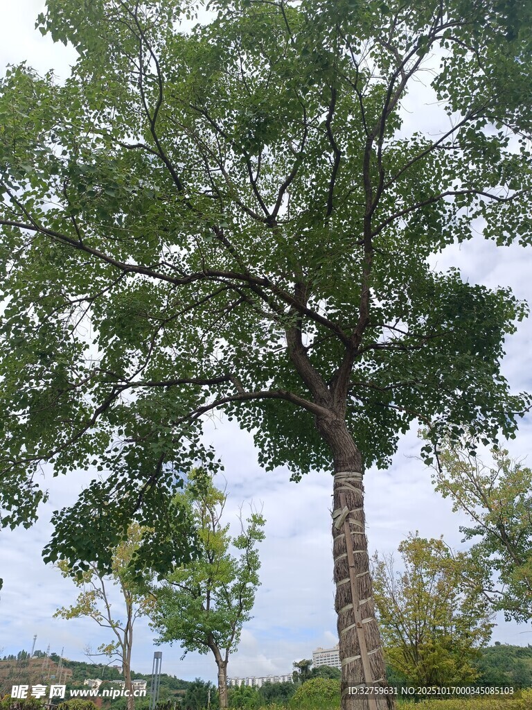 高大繁茂的户外树木