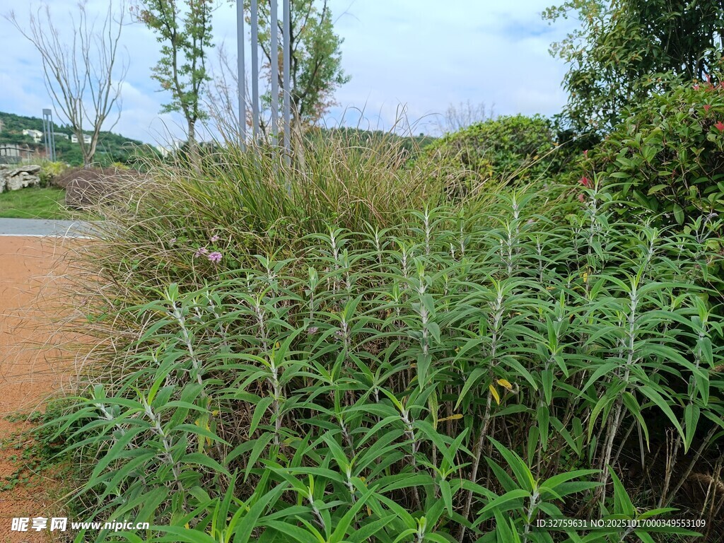 野外繁茂的绿色植物景观