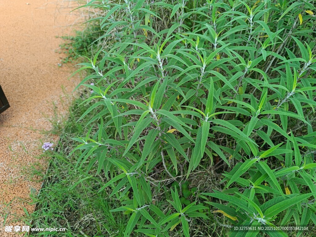 路边翠绿繁茂的野草