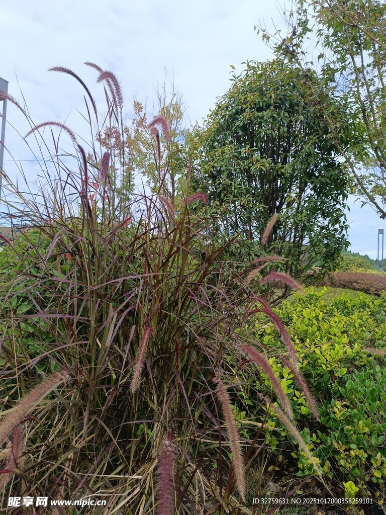 野外繁茂的芒草与绿植