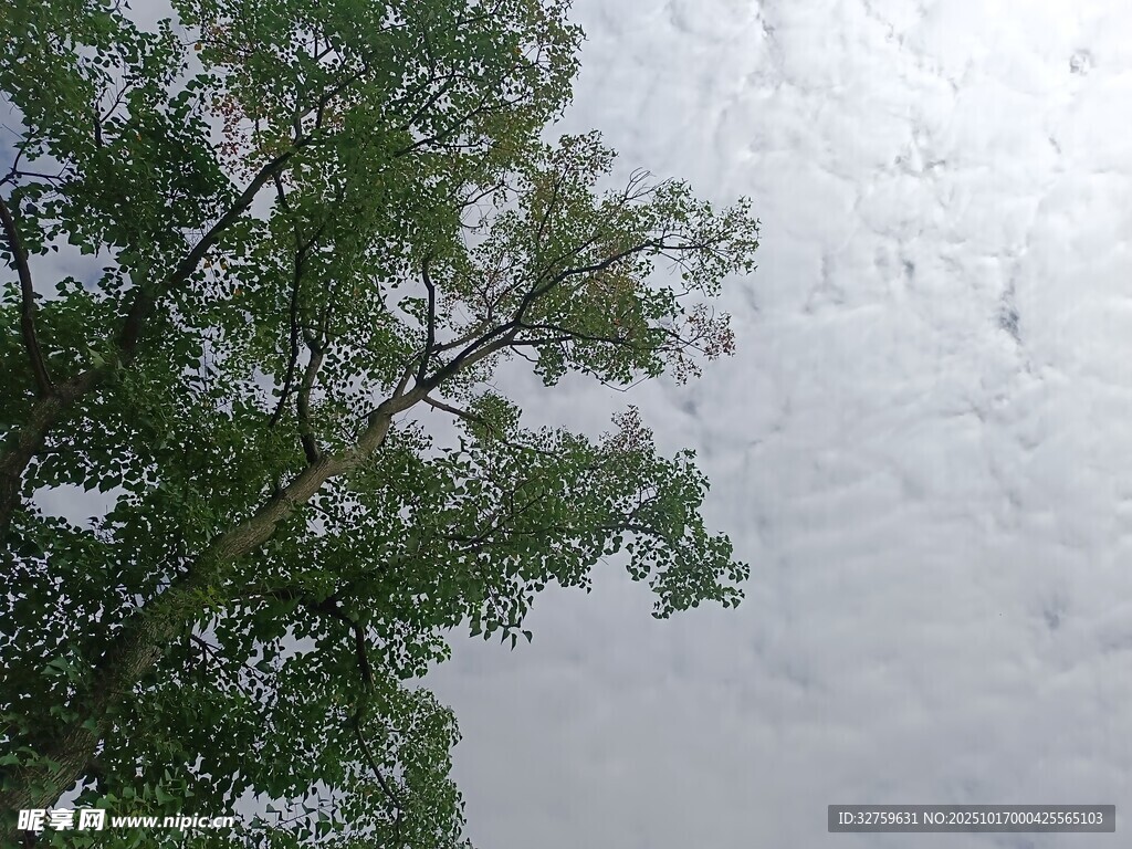 仰视绿树与灰白天空