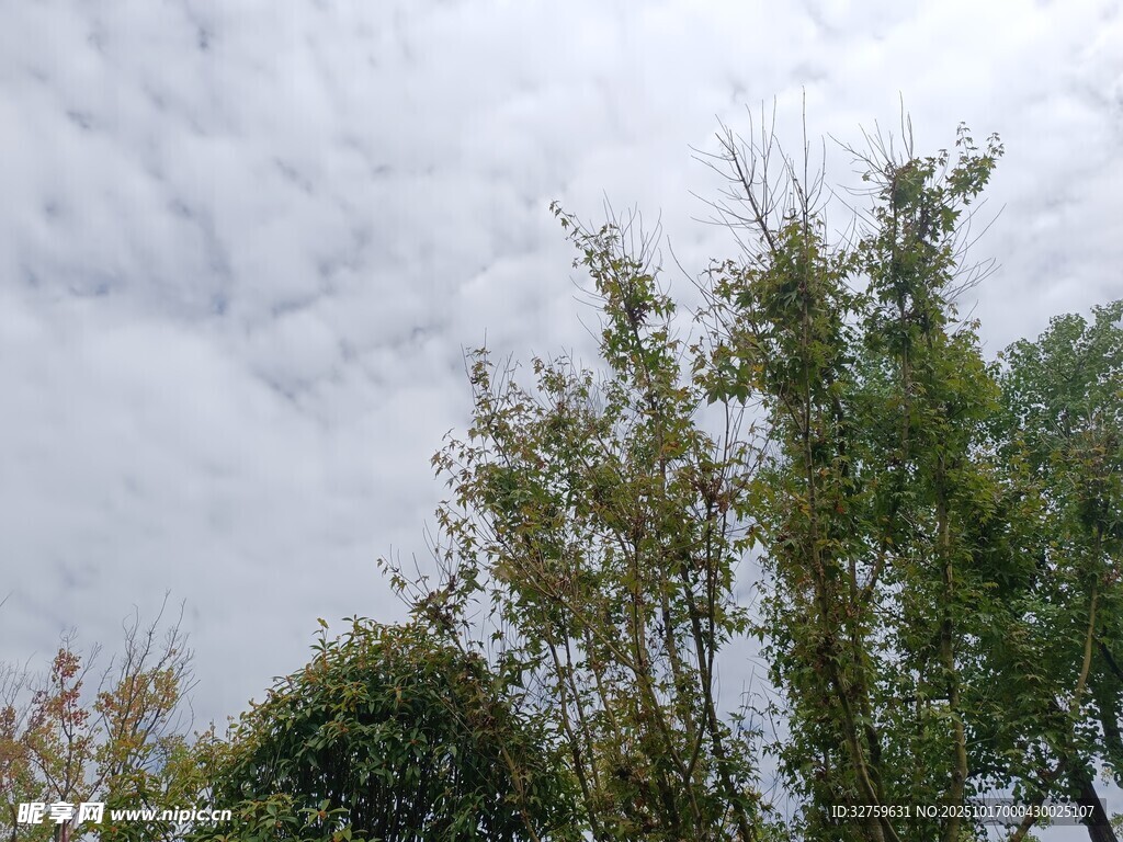 天空下的葱郁树木