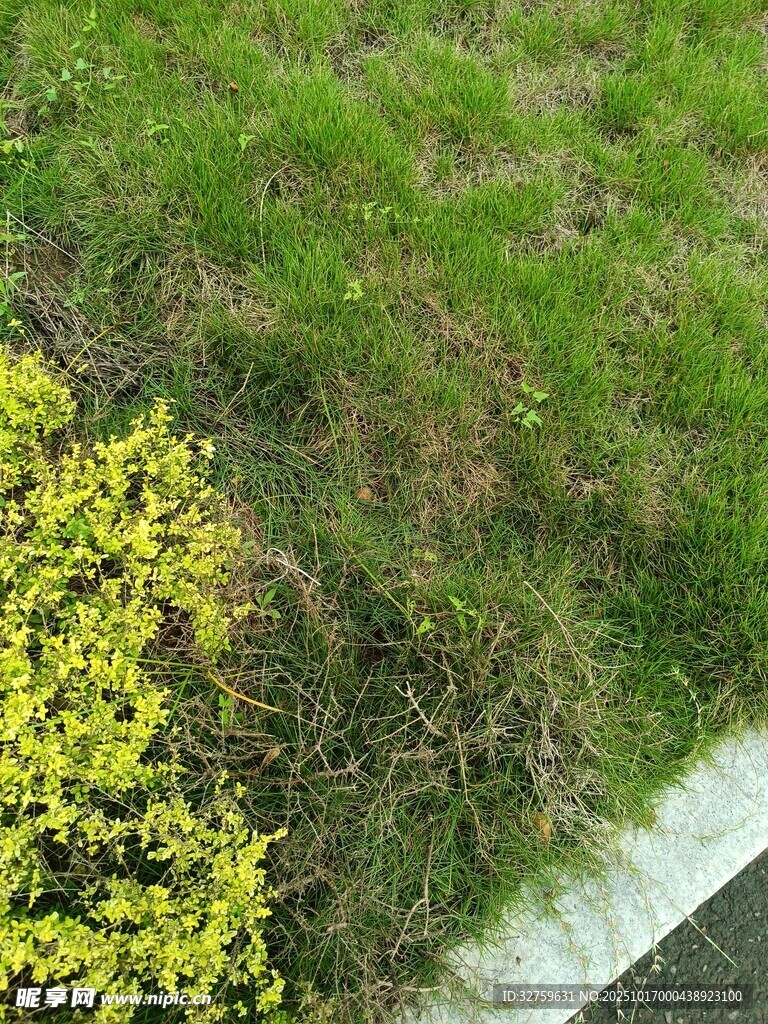 路边黄绿相间的植物景观