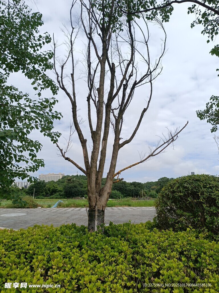 枯树立于绿植间景观