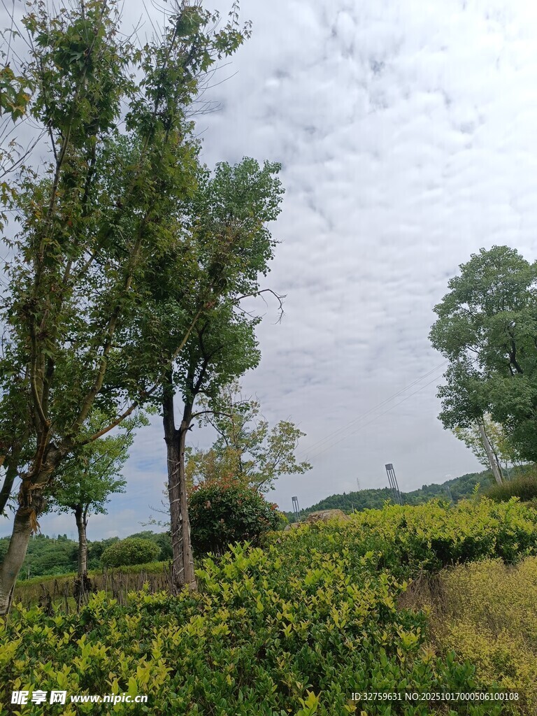 乡村田野绿树风景图