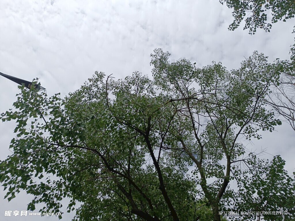 仰视绿树树冠