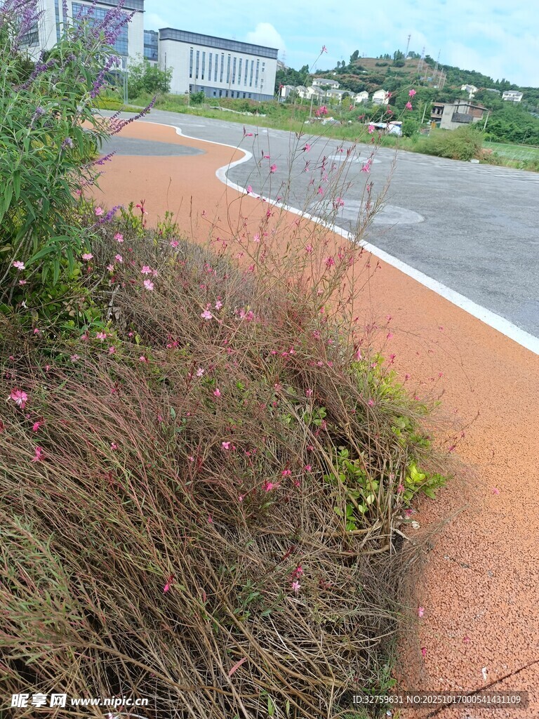 路边多彩植被与蜿蜒道路