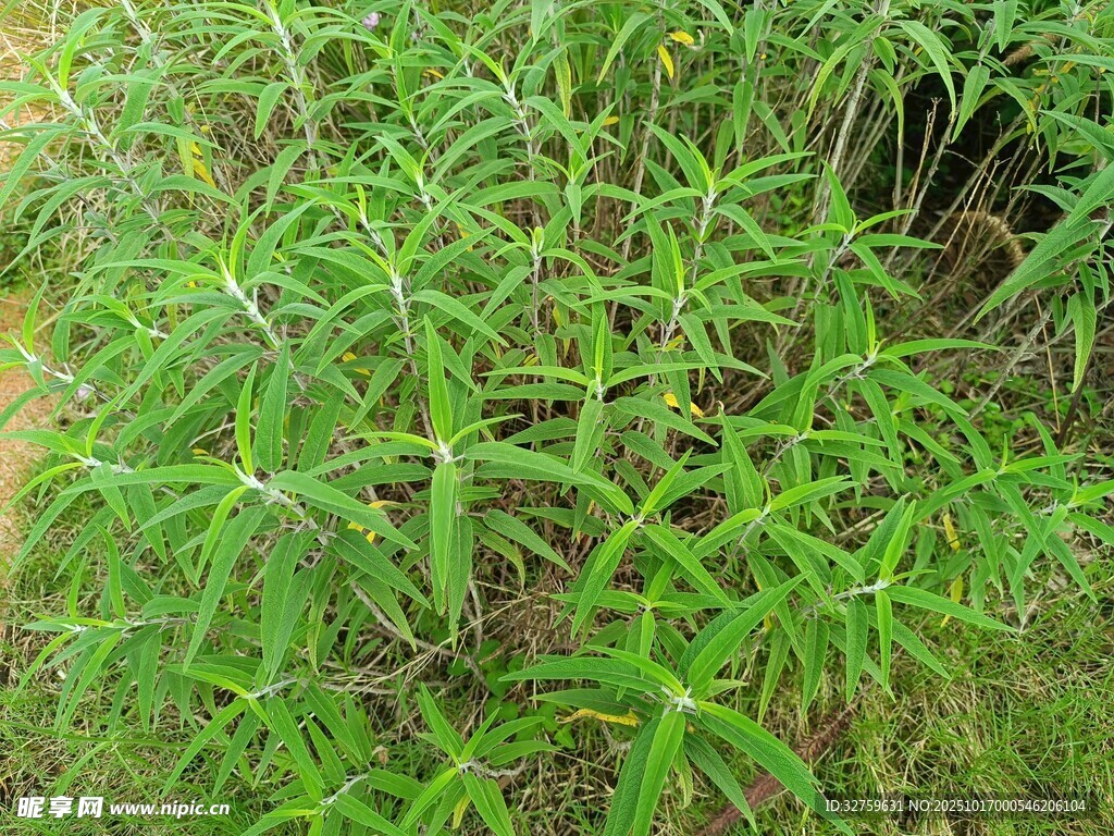 茂密生长的绿色植物