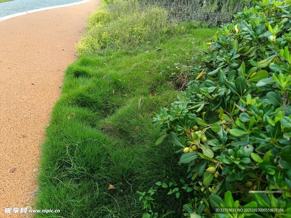 路边绿植景观