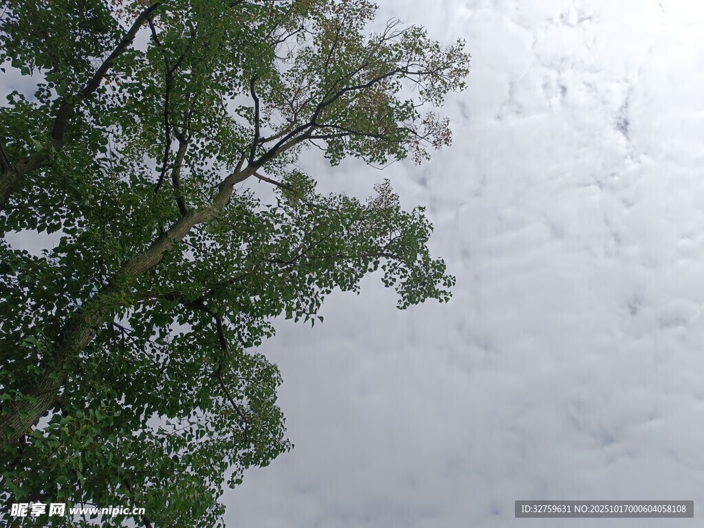 仰视绿树与阴沉天空