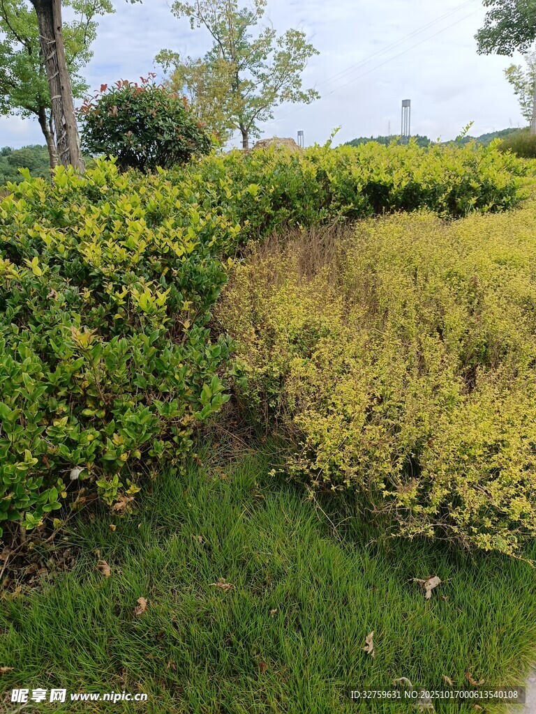 多彩绿植景观