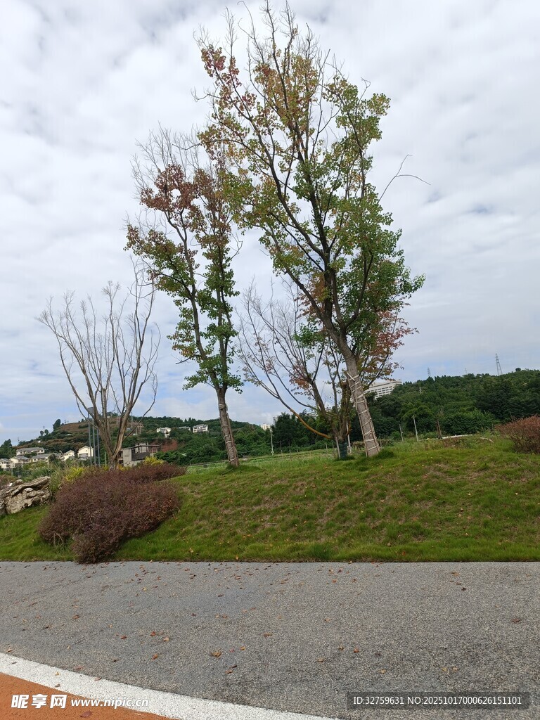 路边绿树与草地景观