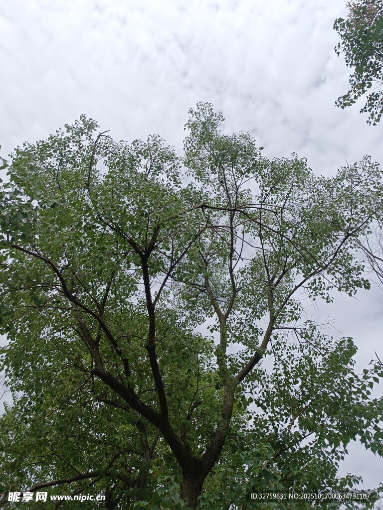 绿树参天枝叶繁茂