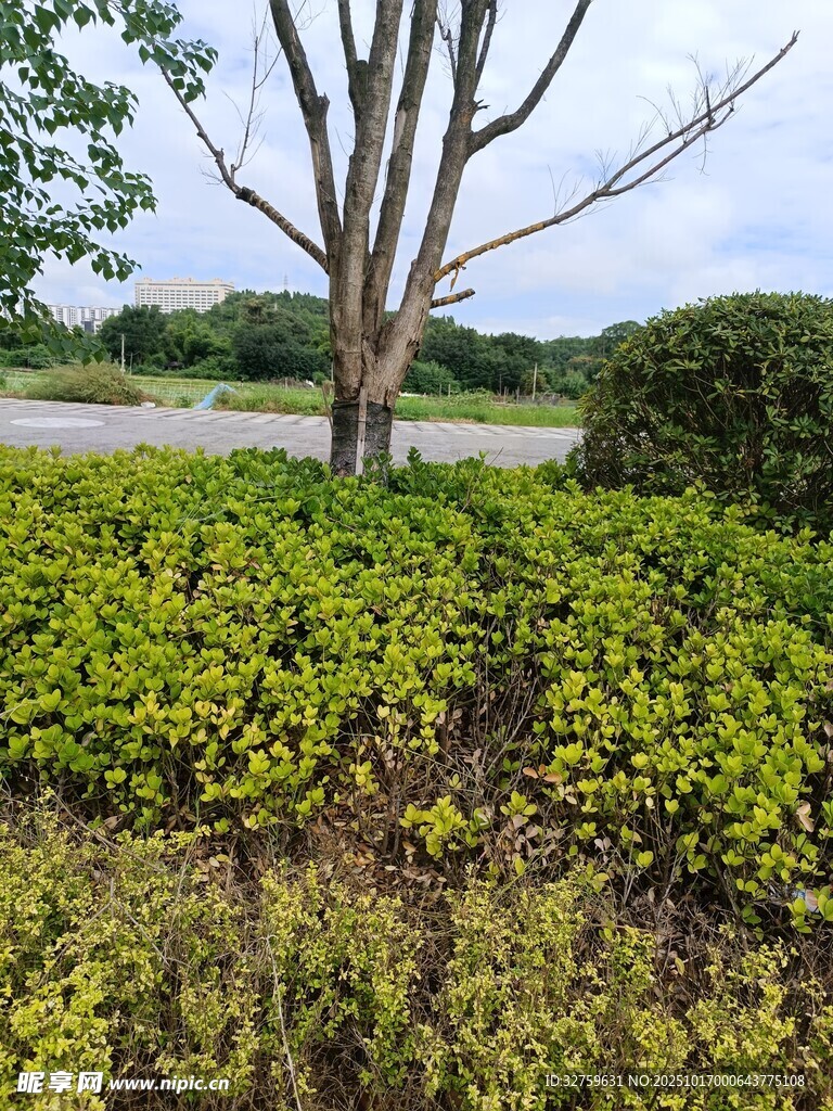 绿意盎然的自然景观