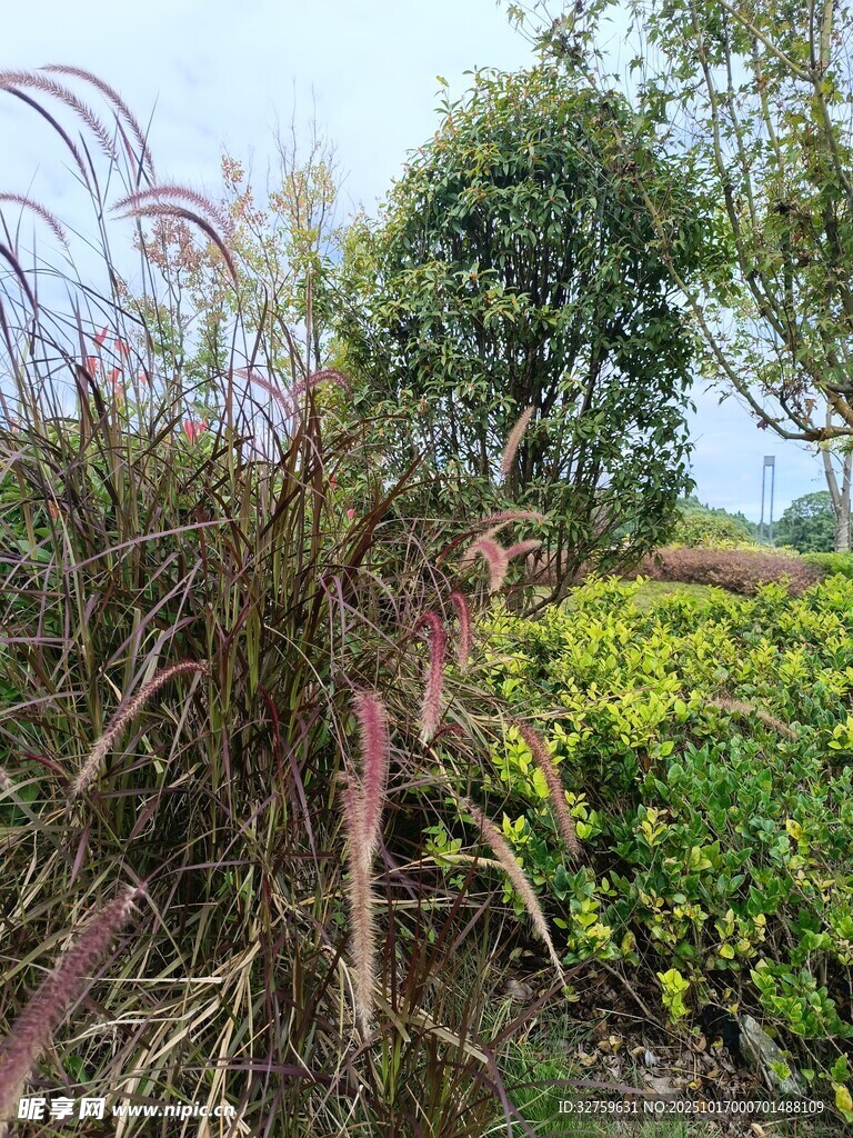户外繁茂植物景观