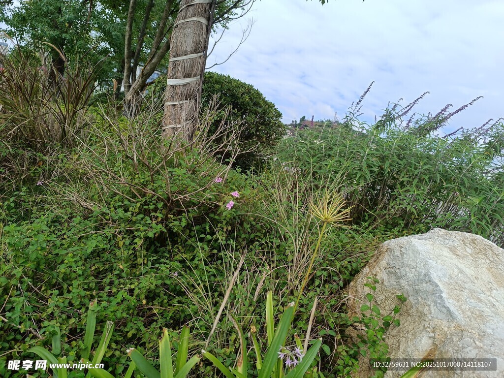 野外绿植与大石景观